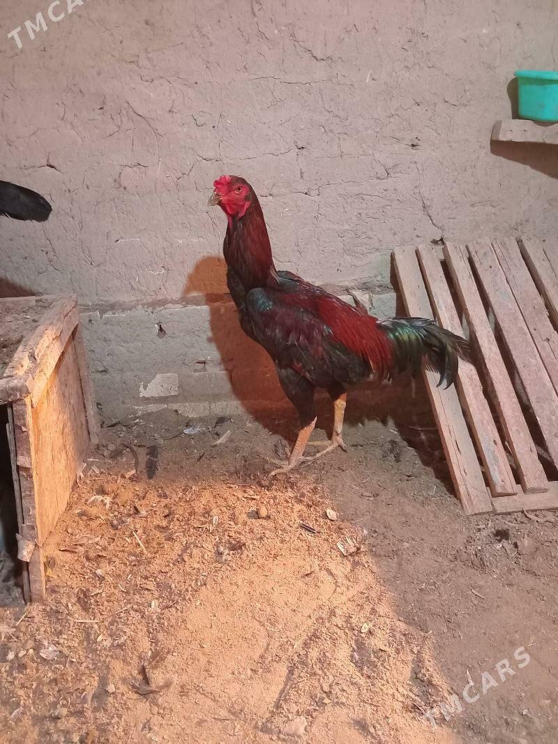 bayas juje - Wekilbazar - img 1