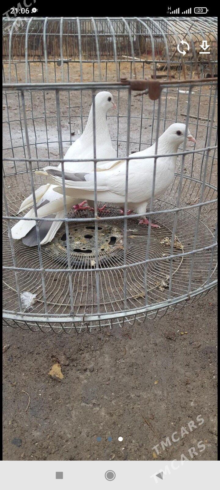 kepteri - Туркменабат - img 1