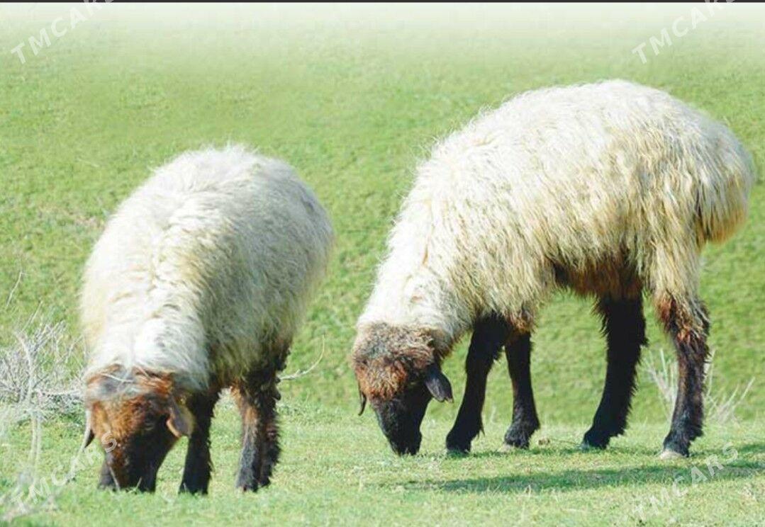 Goýun - Теджен - img 1