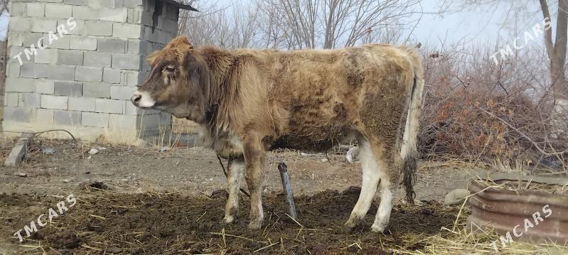 tùwe - Бахарден - img 1