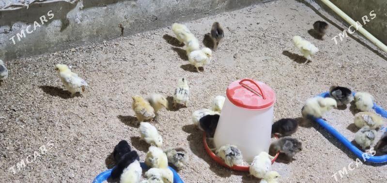 juyje - Aşgabat - img 1