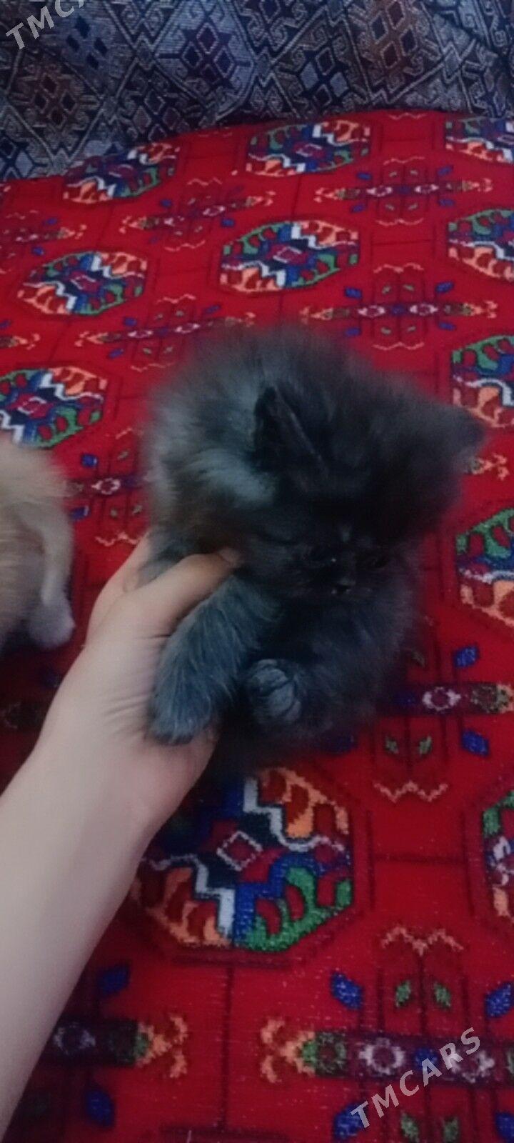 Персидский котята - Фарап - img 1