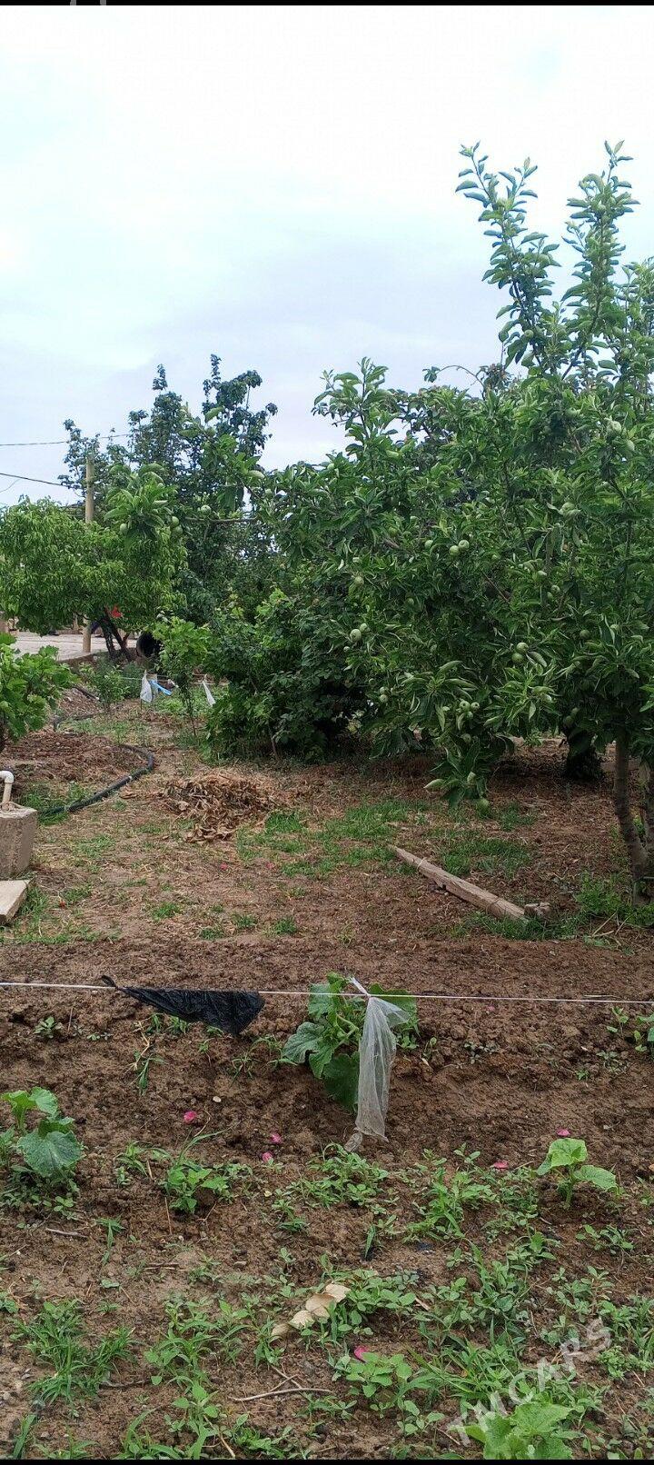 Yaslyk saherce satlyk  jay - Яшлык - img 1