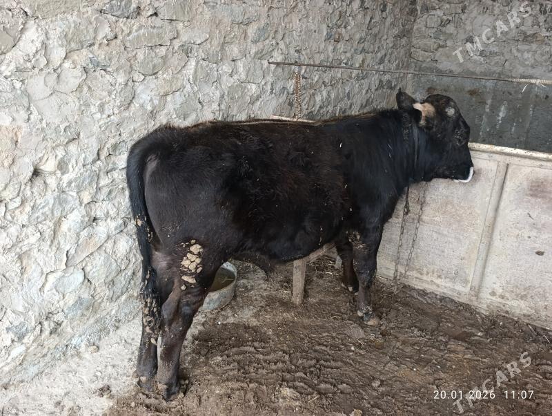 Ökiz - Гызыларбат - img 1