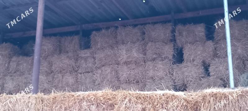 Bugday saman - Çärjew - img 1