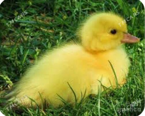 ördek ĵüje - Murgap - img 1