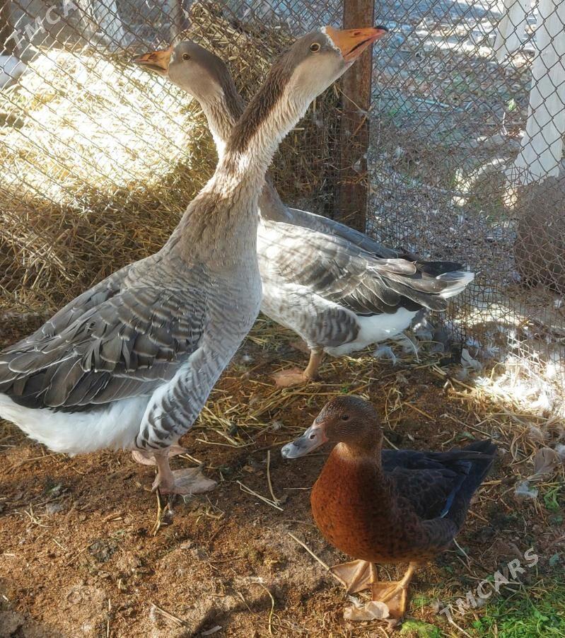 guss - Büzmeýin - img 1