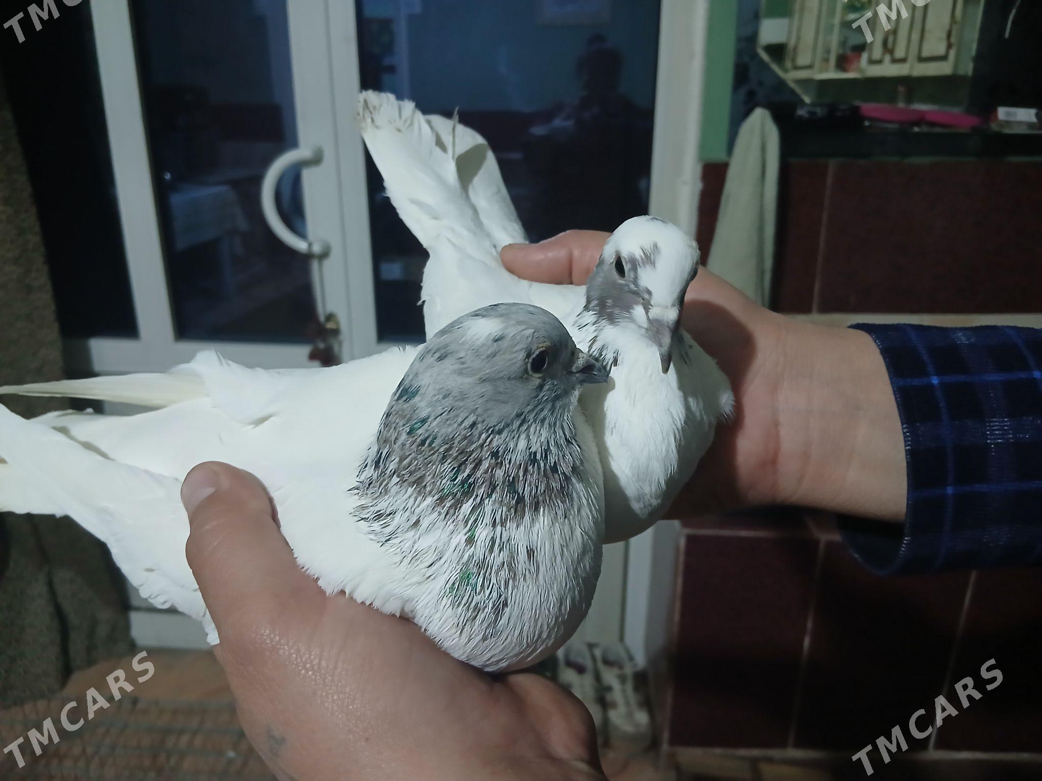 kepderi - Çärjew - img 1