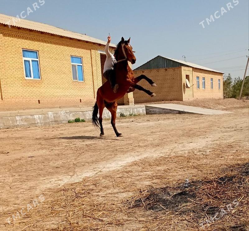 Mitis ahalteke - Saýat - img 1