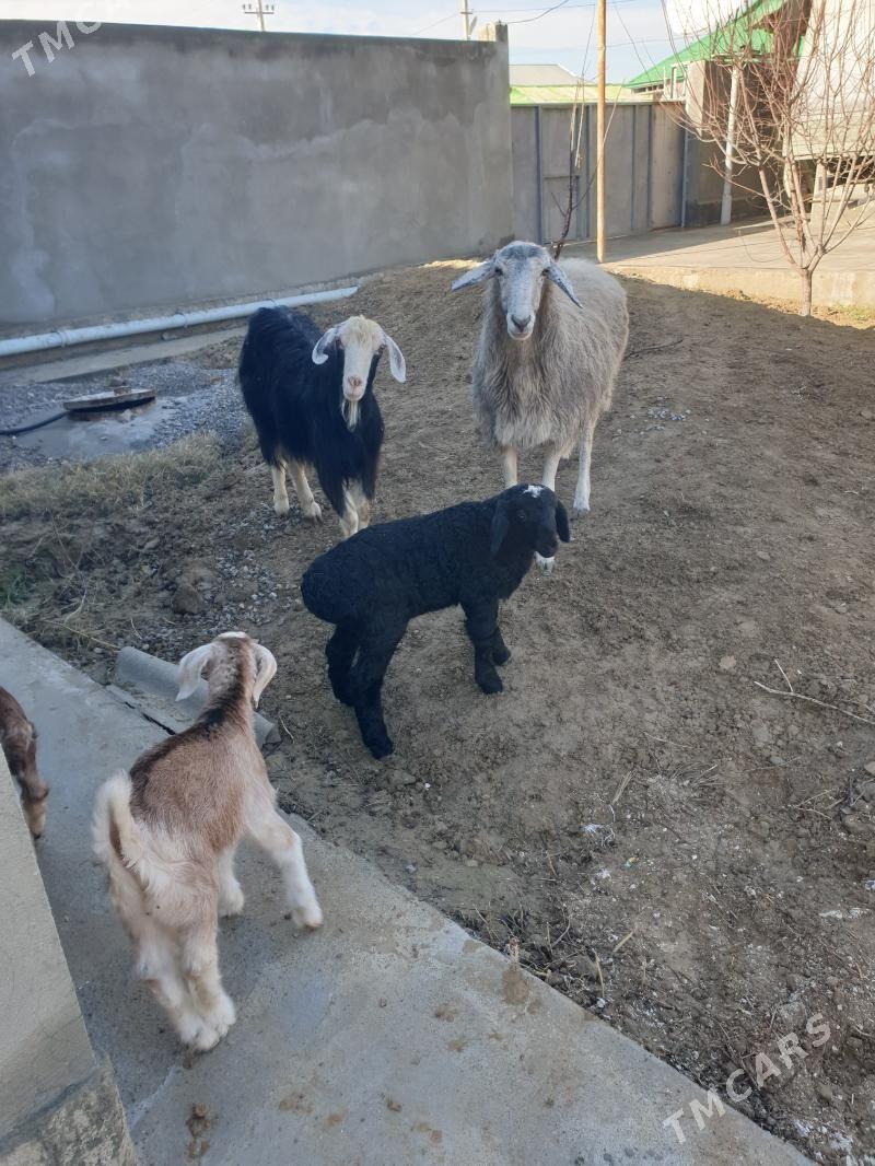 Guzuly goyun - Бузмеин - img 1