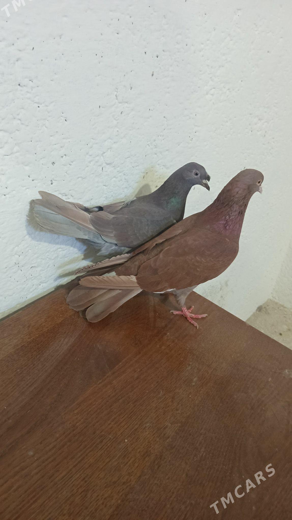 kepderi - Gyzylarbat - img 1