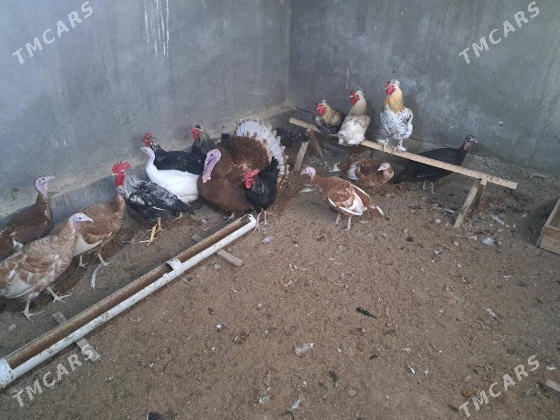 индюк юмуртга - Туркменабат - img 1