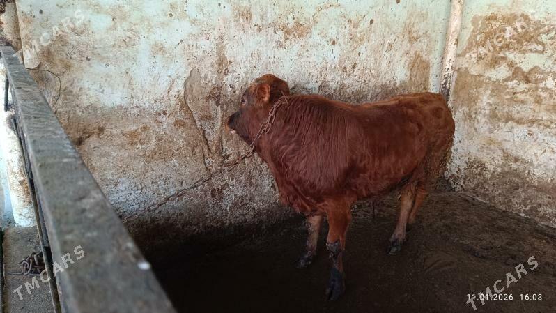 Okuz - Чоганлы - img 1