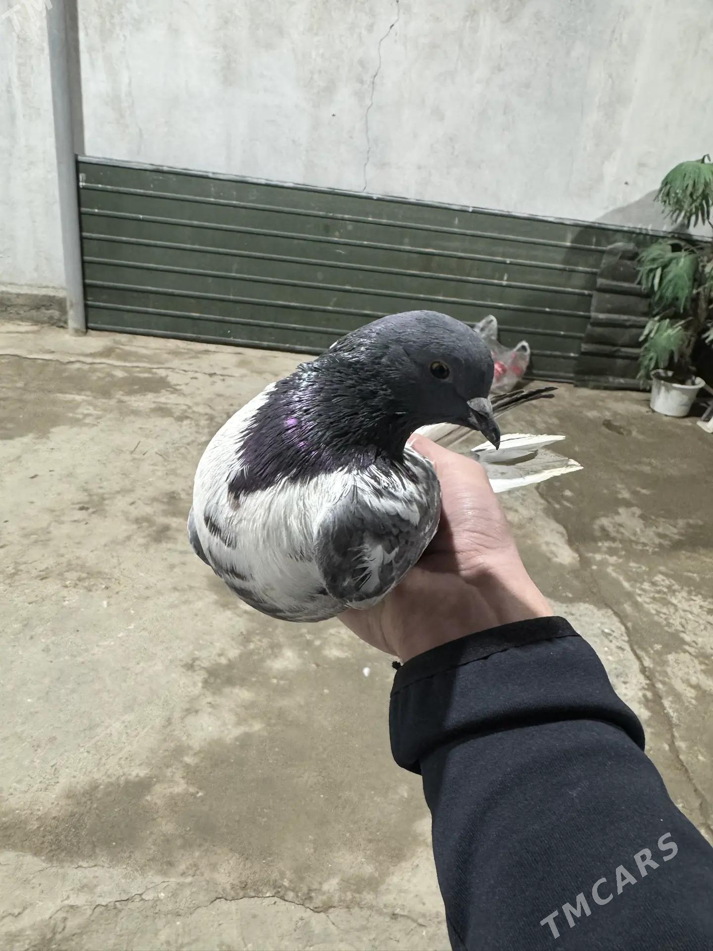 kepderi - Ашхабад - img 1