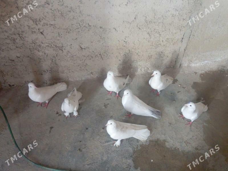 kepderi - Gumdag - img 1