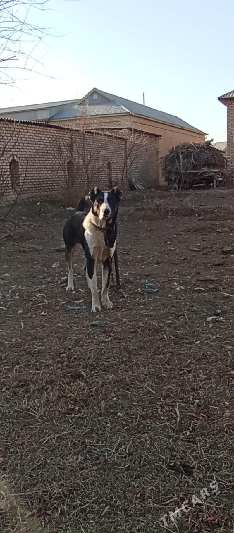 Garahan 9 aýlyk ýaş kopekG - Сакарчага - img 1