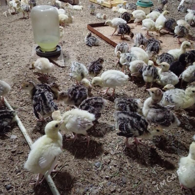 Induk juje - Байрамали - img 1