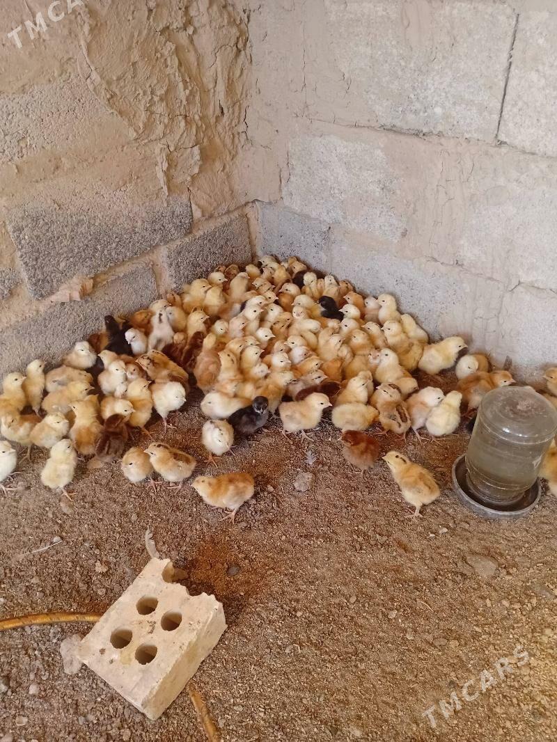 Towuk juje - Kaka - img 1