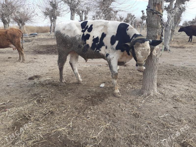 okuz howre - Sakar - img 1