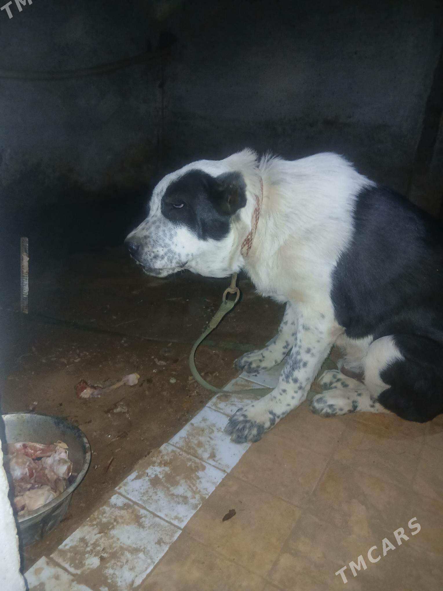 Turkmen alaway it - Ашхабад - img 1