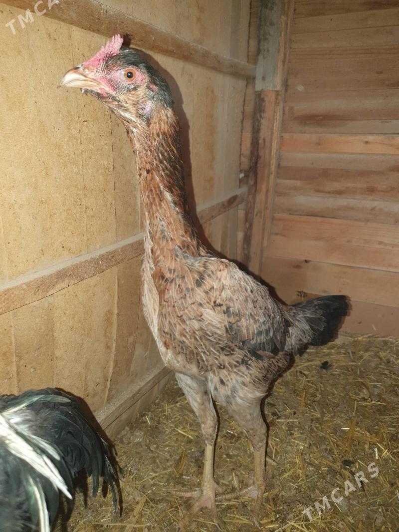 Tovuk - Mary - img 1