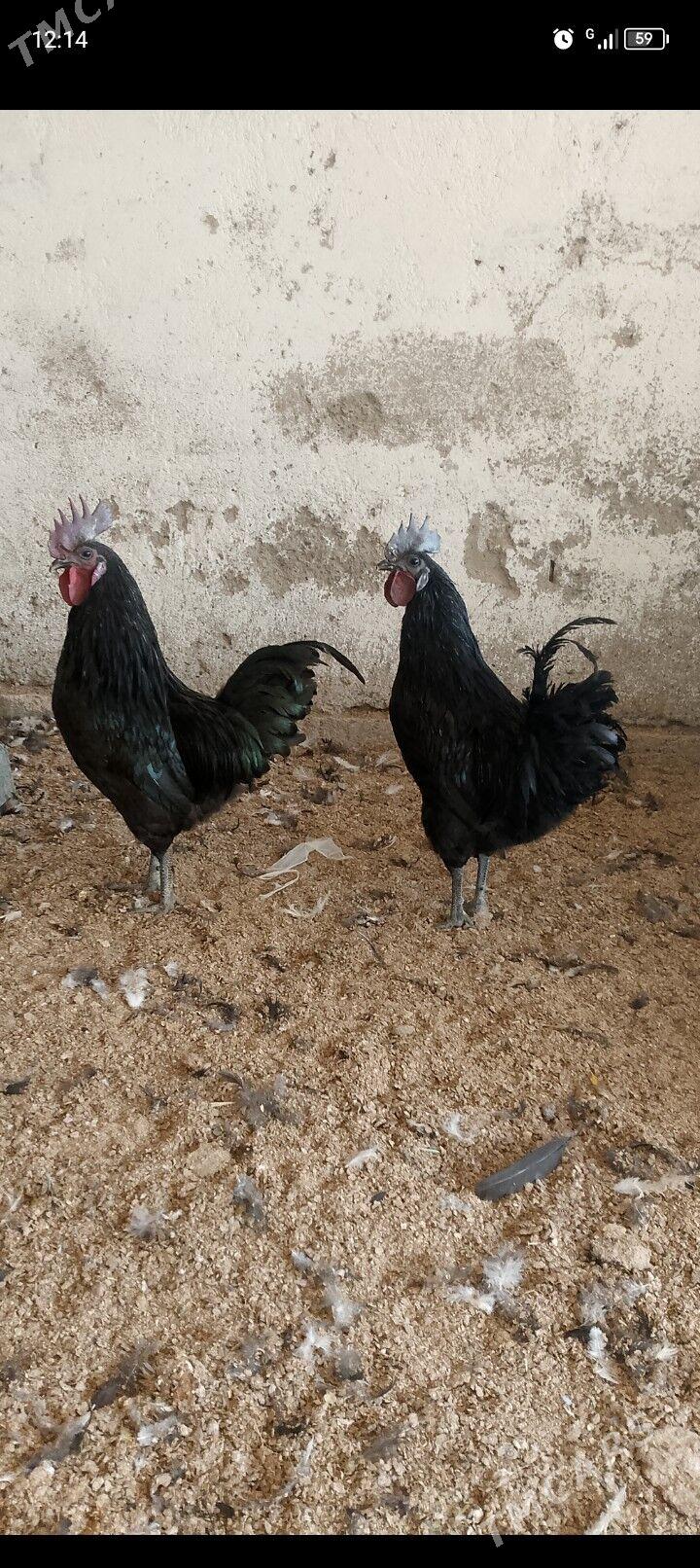 lakadenza yumurtga - Bagyr - img 1