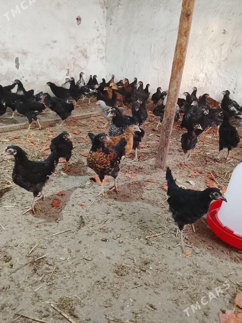 horaz - Türkmenabat - img 1