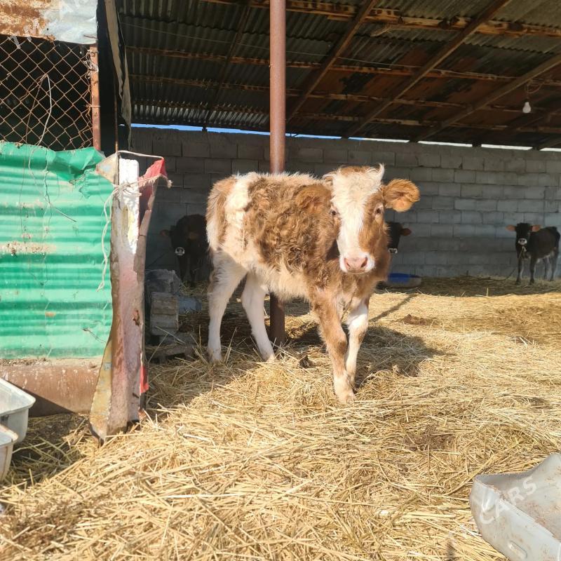 tuwe - Гуртли - img 1