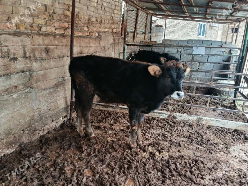 okuz - Ашхабад - img 1