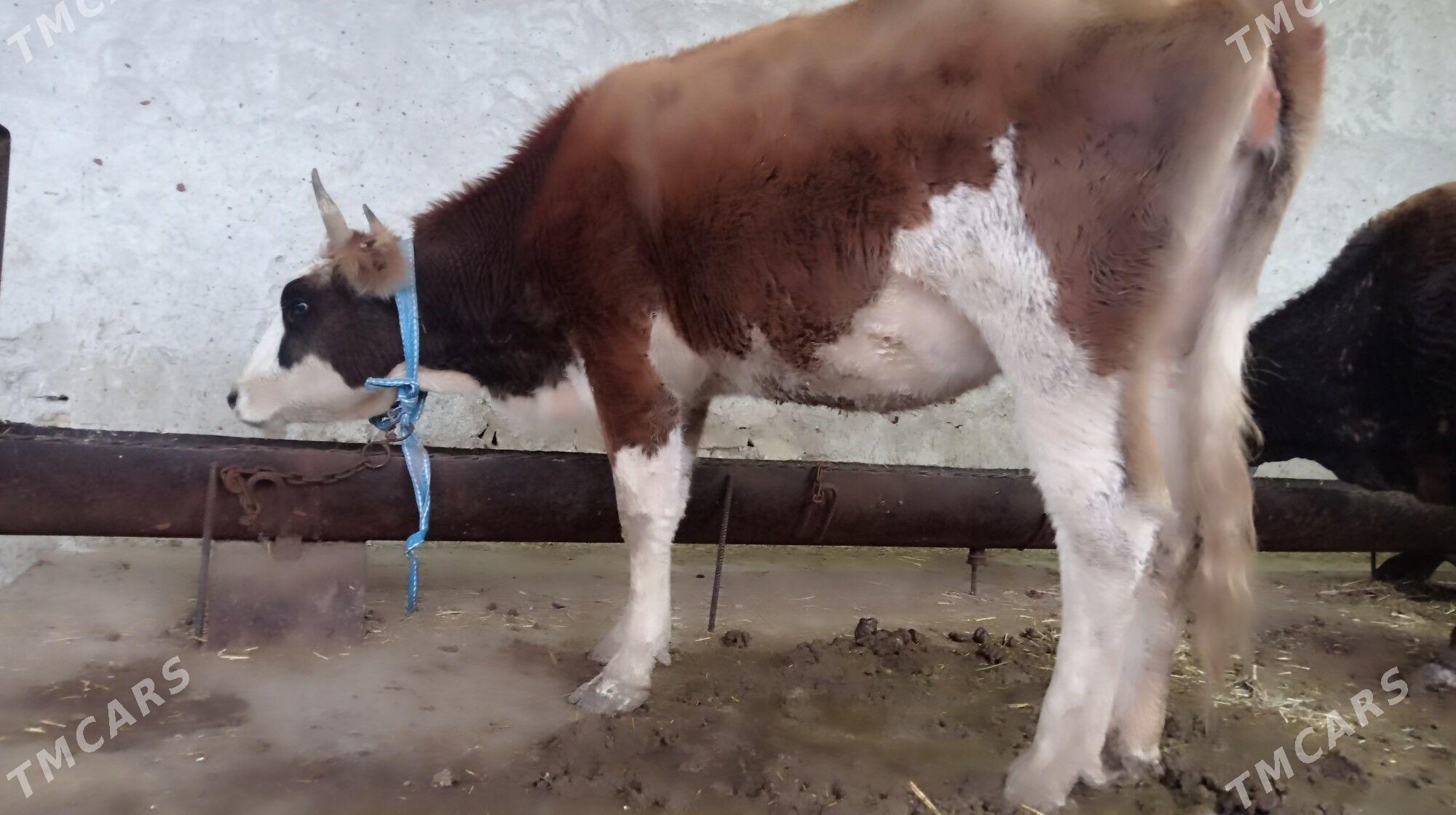 Sygyr  Gbrit - Gyzylarbat - img 1