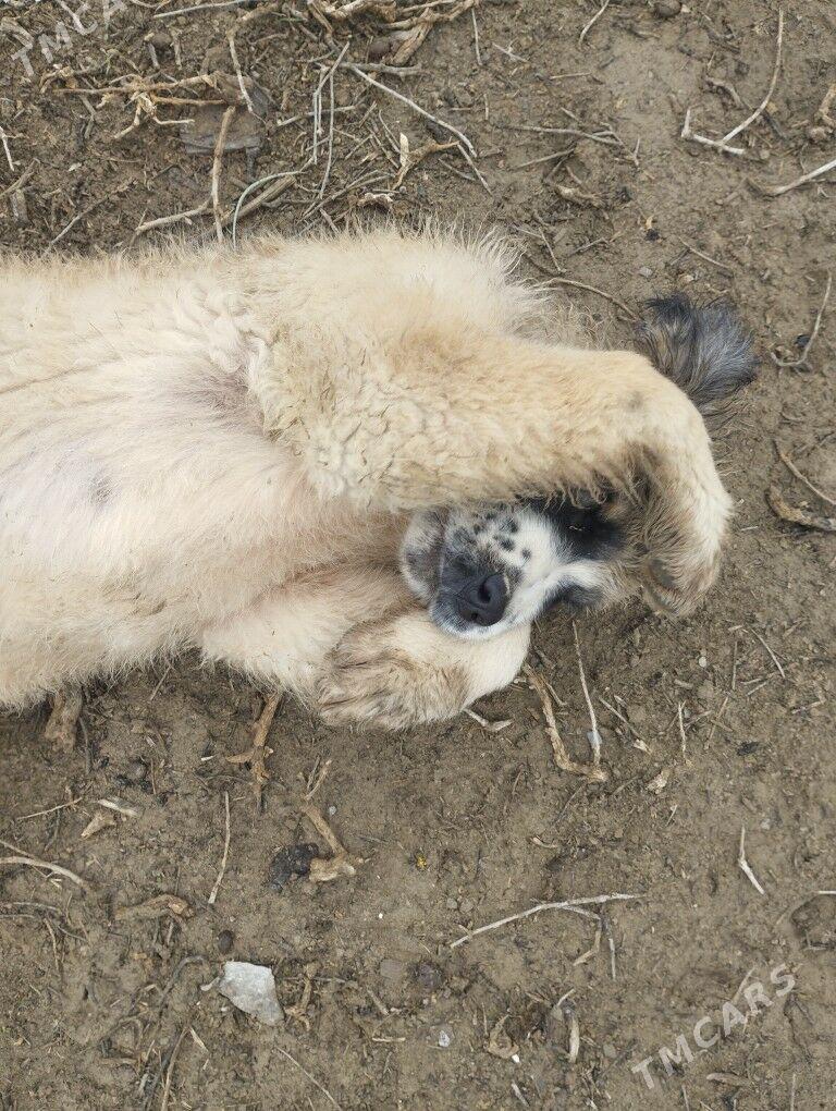 девочка - Ашхабад - img 1