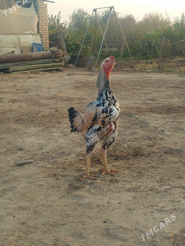 Baysy horaz - Türkmengala - img 1