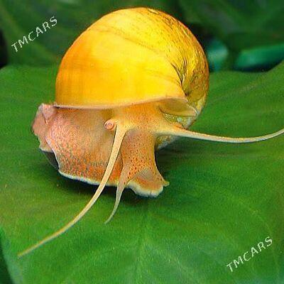 улитка ulitka Ампулярия - Aşgabat - img 1