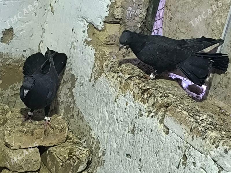 kepderi - Мары - img 1