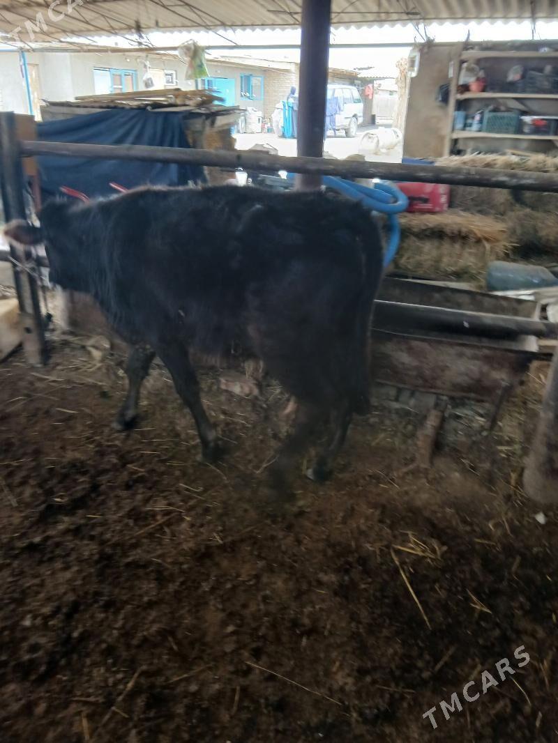 Öküz - Яшлык - img 1