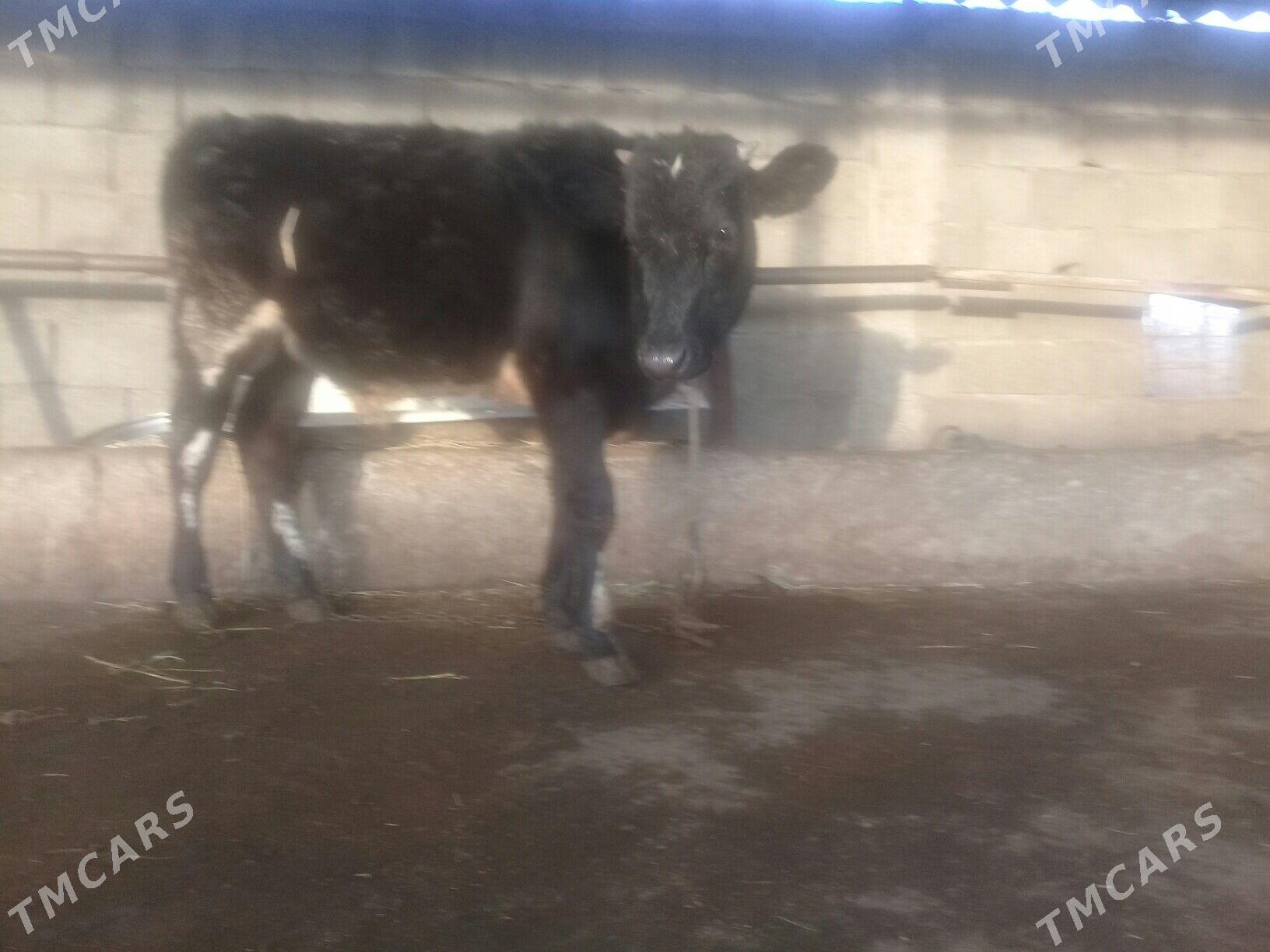 öküz - Gökdepe - img 1