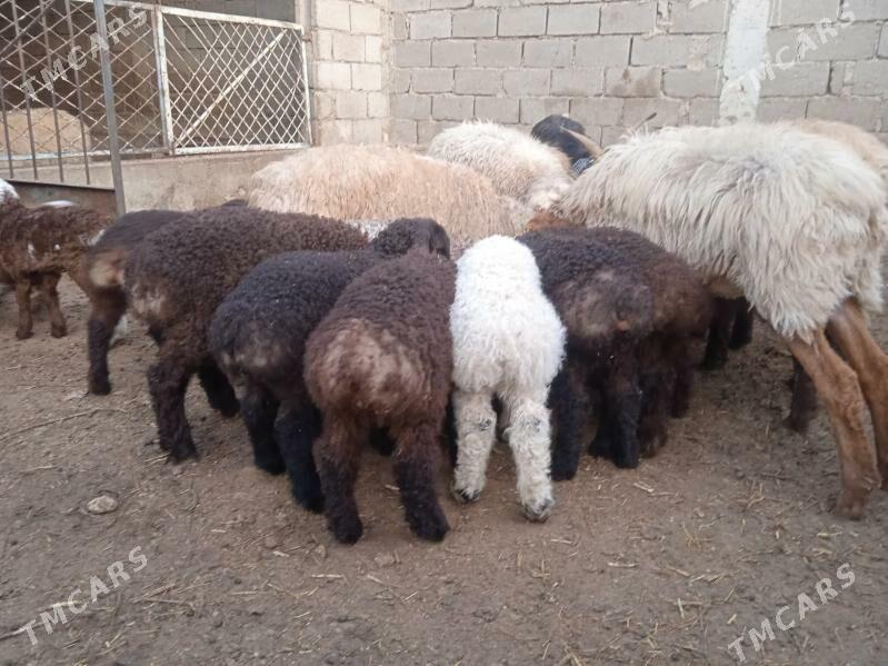 Guzuly goýun - Балканабат - img 1