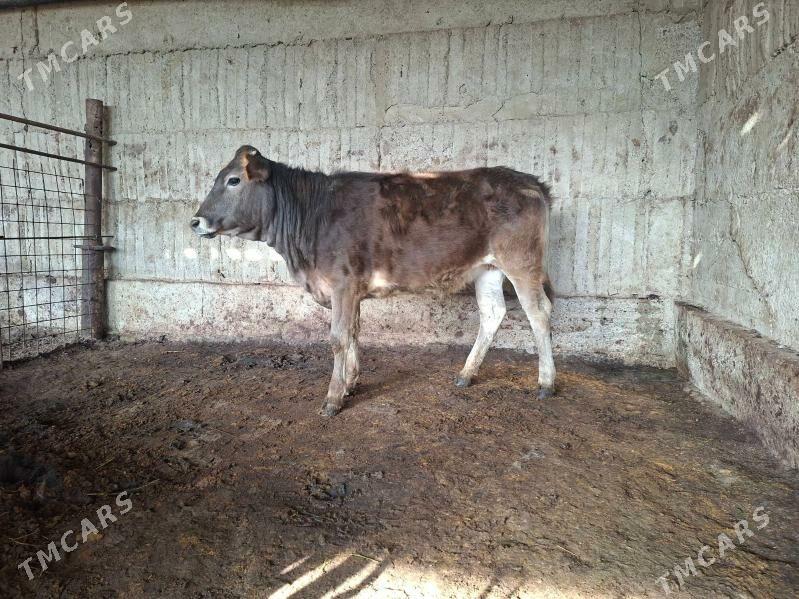 tùwe - Гёкдепе - img 1