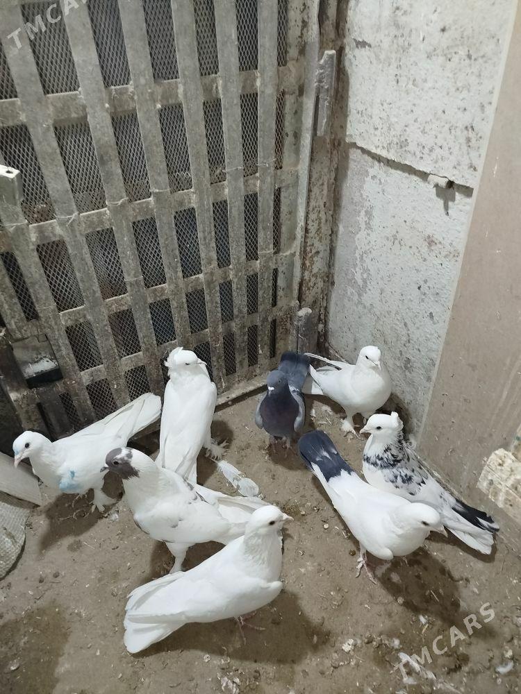 Kepderi - Гумдаг - img 1