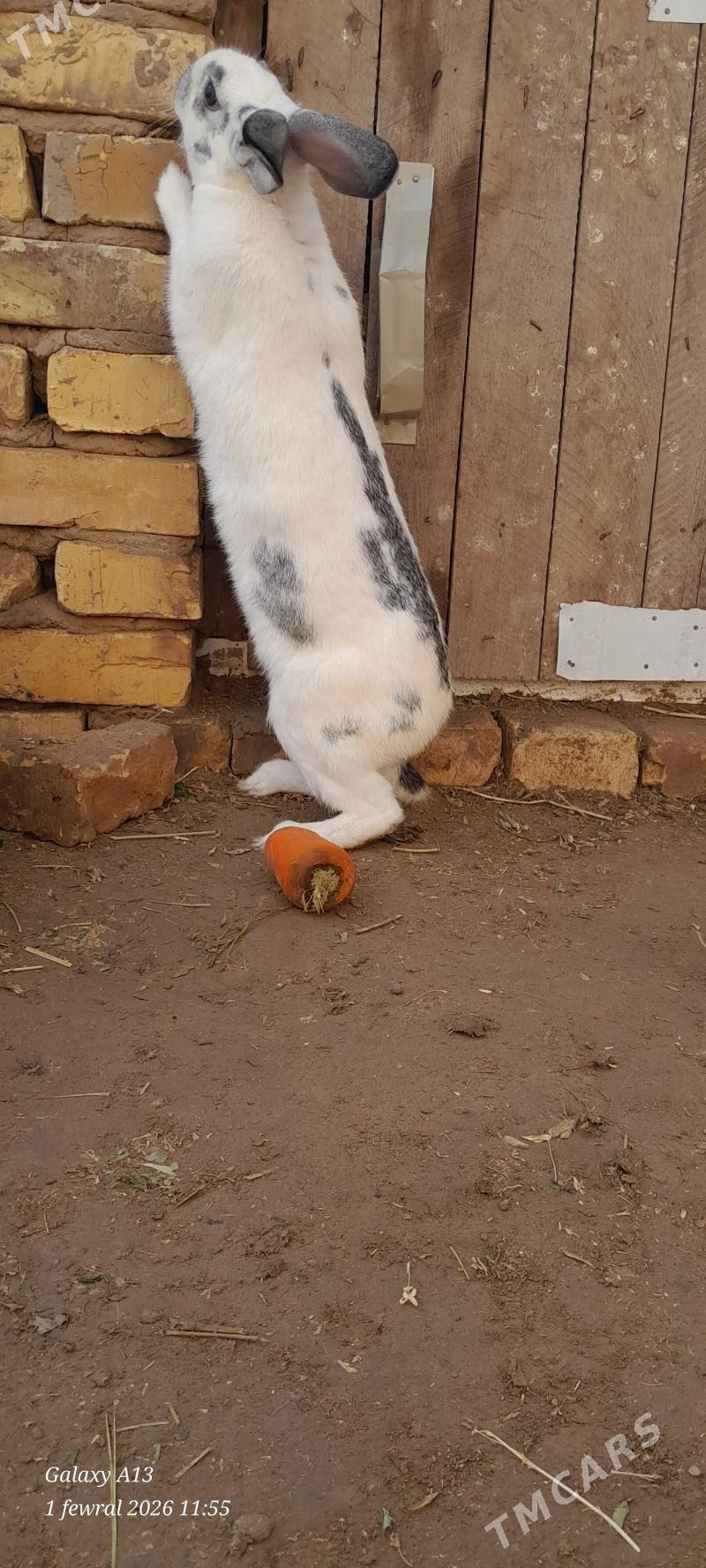 Towsan - Sakarçäge - img 1