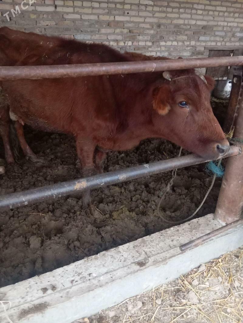 Saglyk sygyr - Чарджоу - img 1