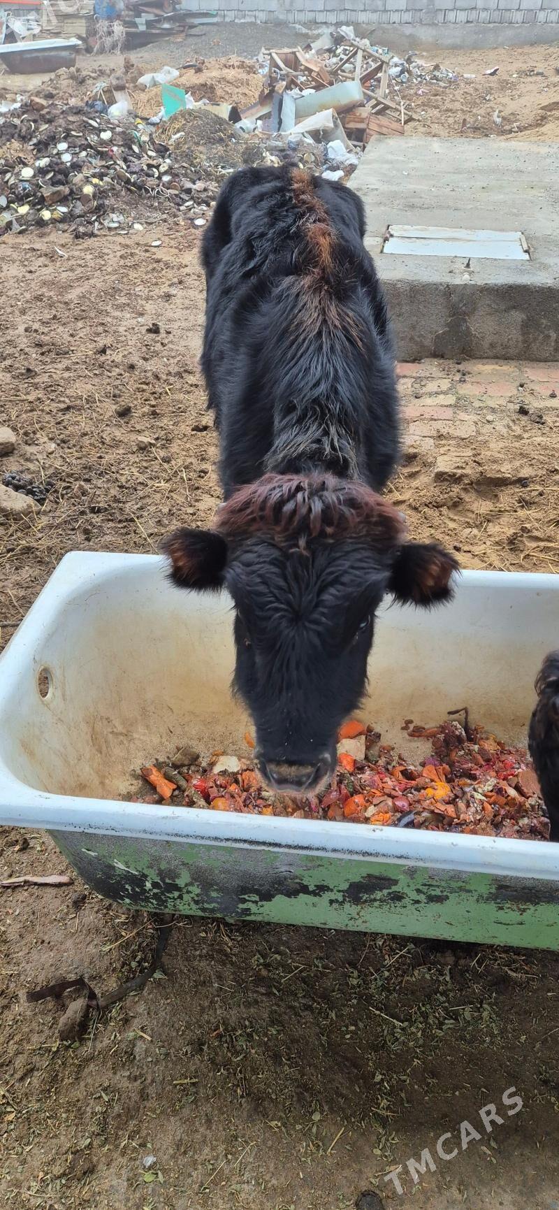 okuz - Чоганлы - img 1