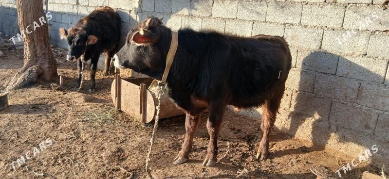 ökuz - Gökdepe - img 1