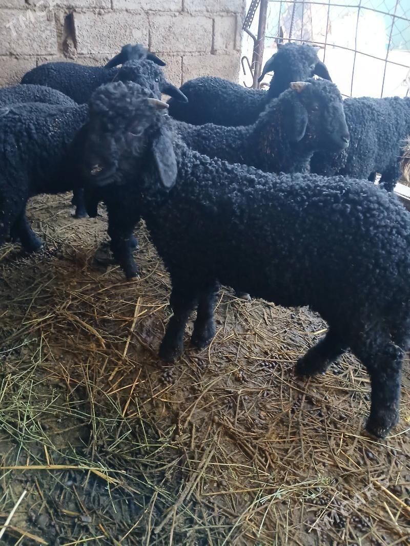 Garakoli - Aşgabat - img 1