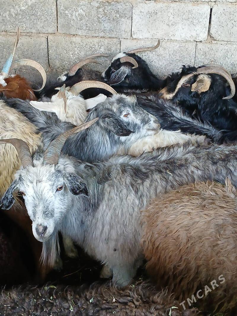 Simpai Geci - Aşgabat - img 1