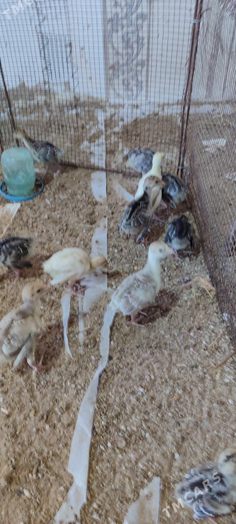 induk jüyje - Baýramaly - img 1