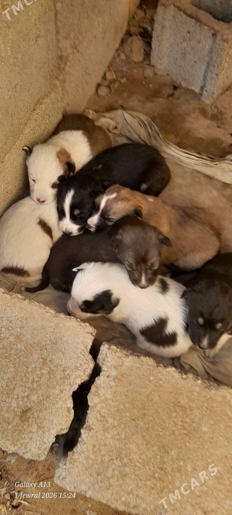 Haski - Сакарчага - img 1