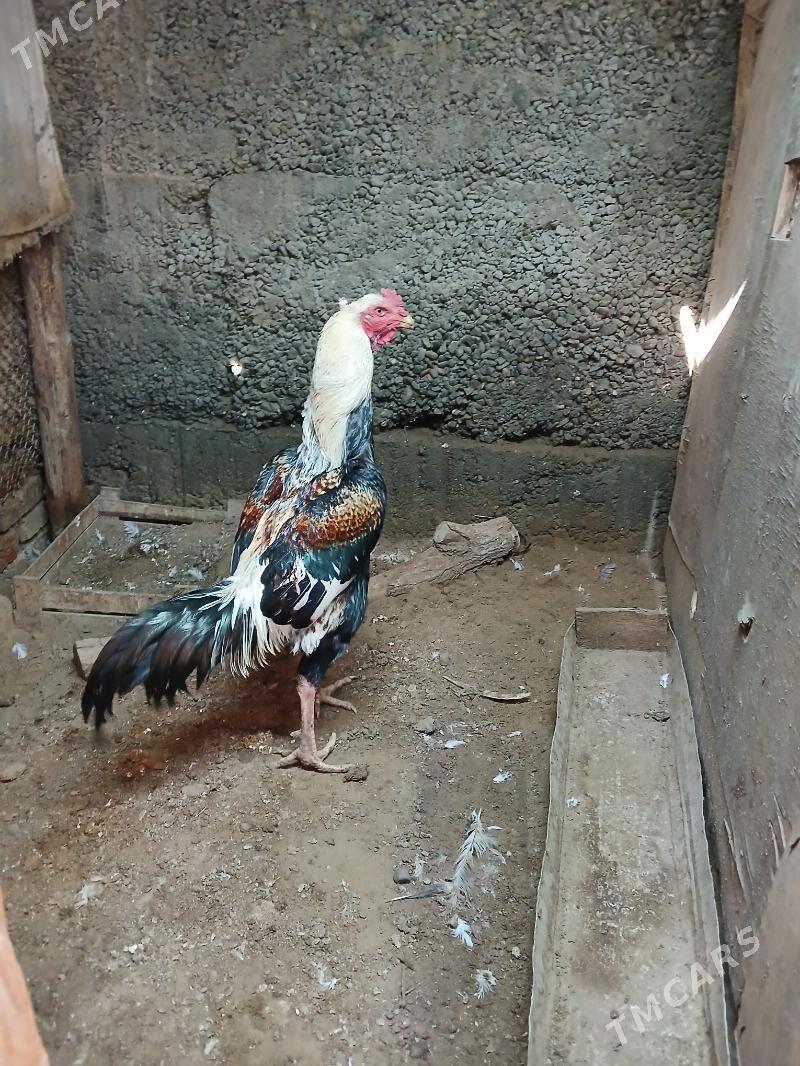 Taskent Horaz - Çoganly - img 1