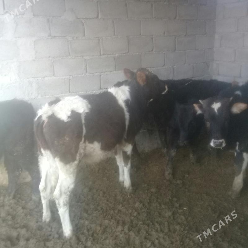 okuzler 5sany - Бабадайхан - img 1