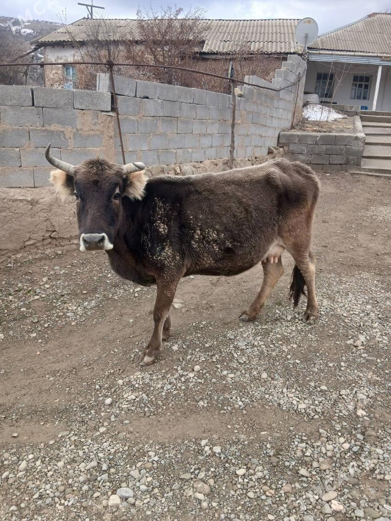 sygyr - Бахарден - img 1